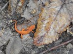 Eastern newt