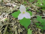 Trillium